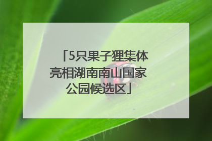 5只果子狸集体亮相湖南南山国家公园候选区